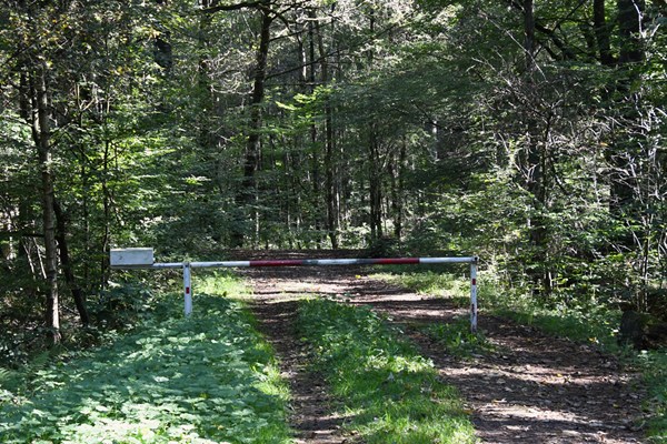 Dämmerwald