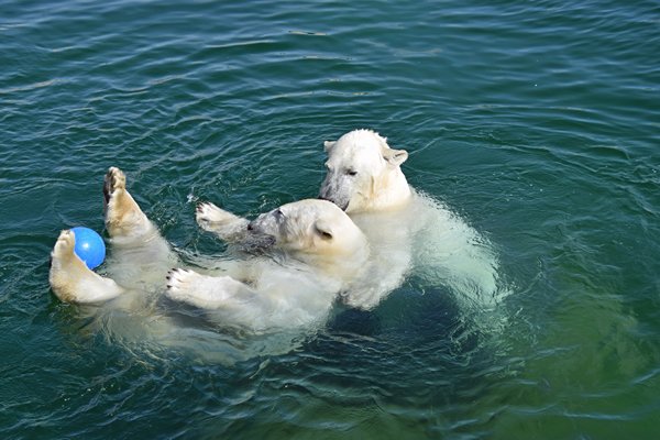 IJsberen in hun nieuwe verblijf in Tallinn Zoo