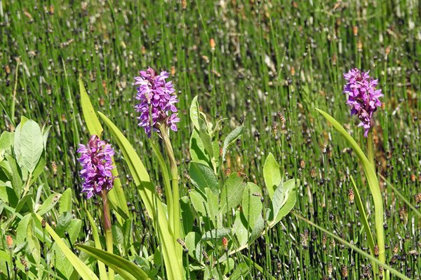 Orchideeën onderweg naar Kärdla, Estland