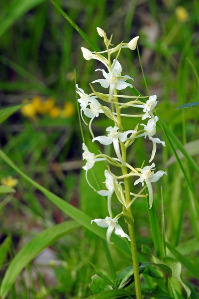 De orchideeën trail bij Körgessaare, Estland