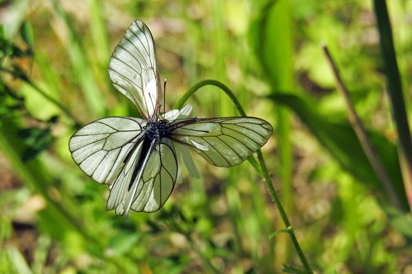 Grote geaderde witjes bij Laugu op Saaremaa, Estland