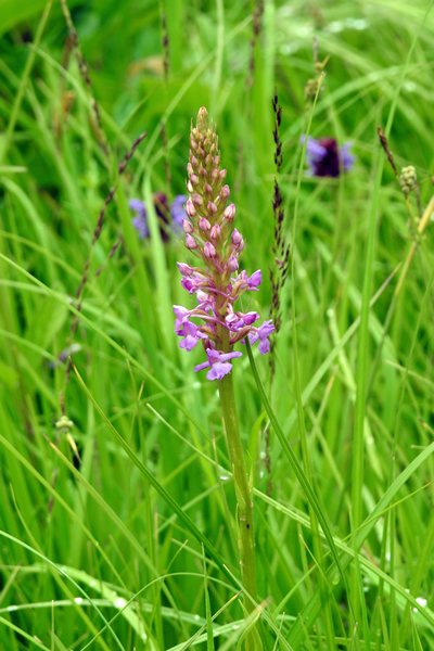 Orchidee in de omgeving van Kuressaare op Saaremaa, Estland