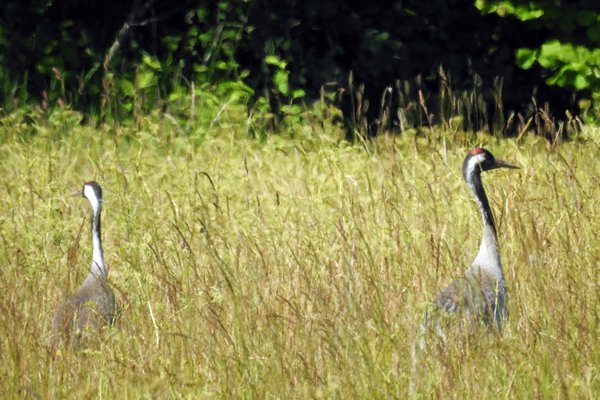Kraanvogels op Saaremaa, Estland