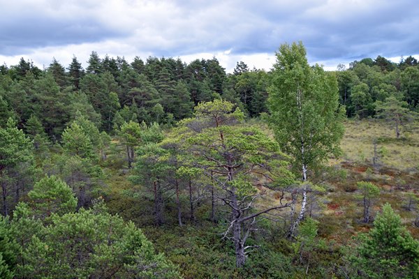 Koigi Bog op Saaremaa, Estland