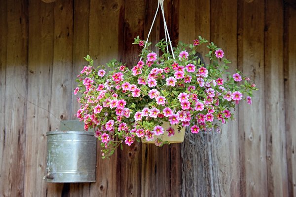 Bloemenbak in Koguva, Estland