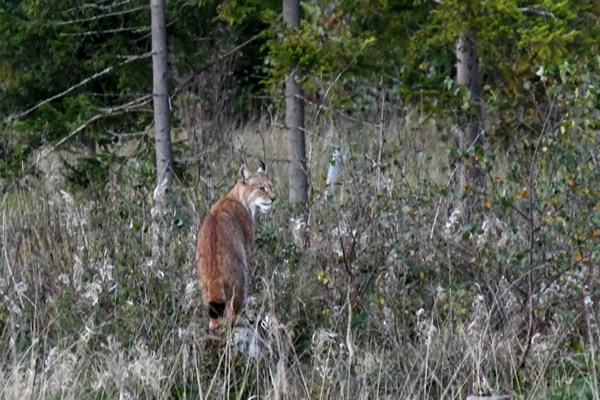 Euraziatische lynx in Laheema NP, Estland