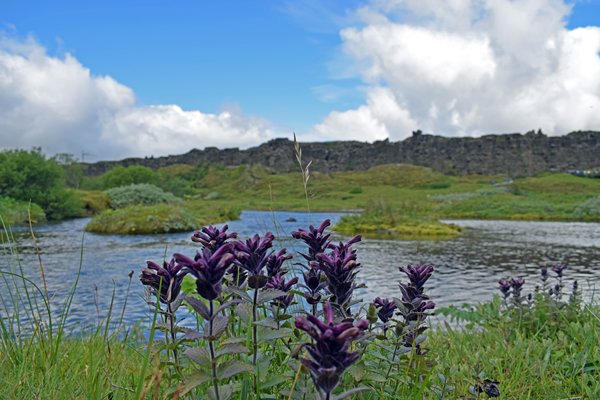Bartsia alpina (alpenhelm) bij Þingvellir