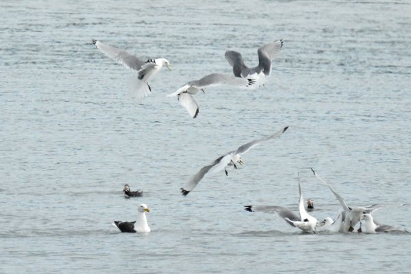 Vogels aan de kust bij Sauðárkrókur
