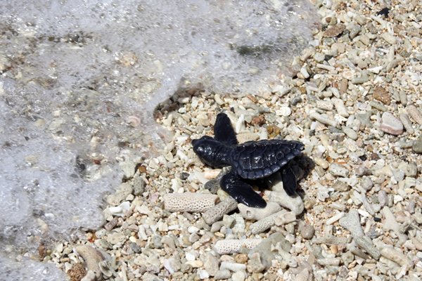 Schildpadje op weg naar zee