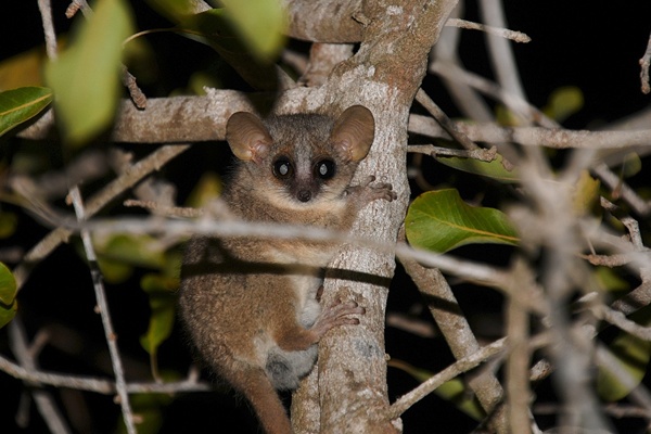 Greybrown Mouse Lemur in Ifaty