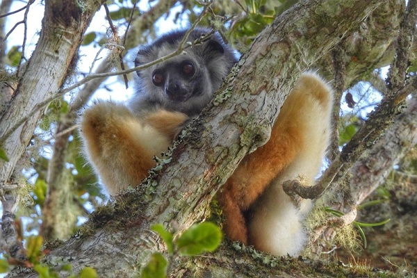 Sifaka in Saha Forest, Madagaskar