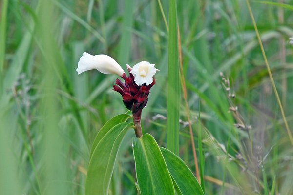 Bijzondere bloem in de omgeving van Sentani, Papoea