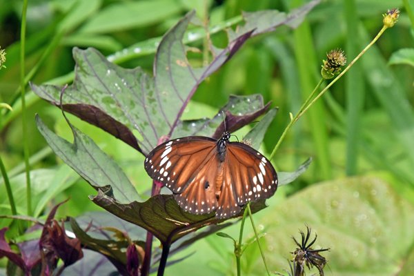 Danaus affinis bij Nimbokrang, West Papoea