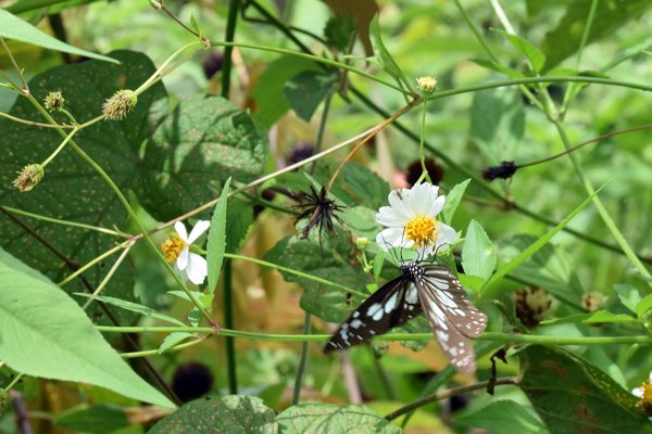 Ideopsis juventa bij Nimbokrang, West Papoea