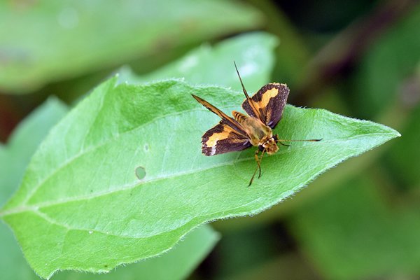 Bruin dikkopje (Hesperiidae) bij Nimbokrang, West Papoea