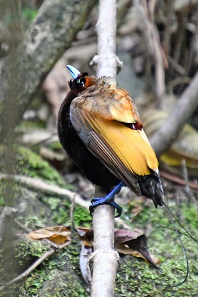 Magnificent Bird of Paradise bij Sioubri, Papoea