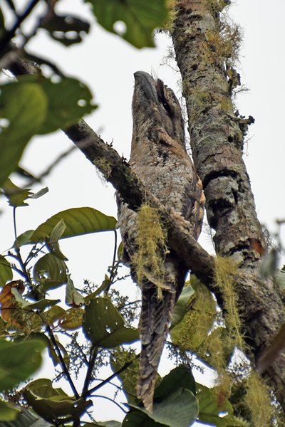 Papuan Frogmouth (Reuzenuilnachtzwaluw) bij Sioubri, Papoea