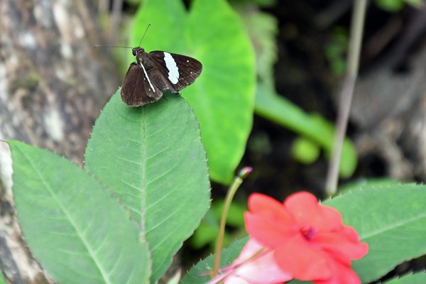 Zwart-wit dikkopje (Hesperiidae) bij Sioubri, West Papoea