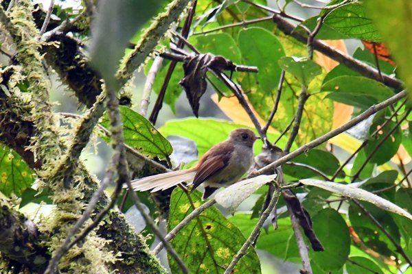 Dimorphic Fantail (Dimorfe waaierstaart) bij Sioubri, Papoea