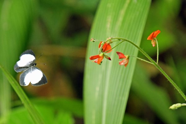 Pithecops dionisius bij Sioubri, West Papoea