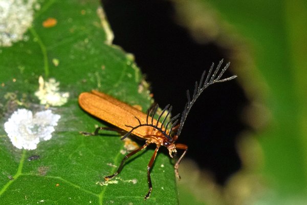 Pyrochroidae bij Sioubri, West Papoea