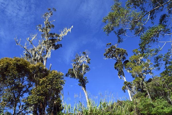 Bomen met baardmos in Sioubri, Papoea