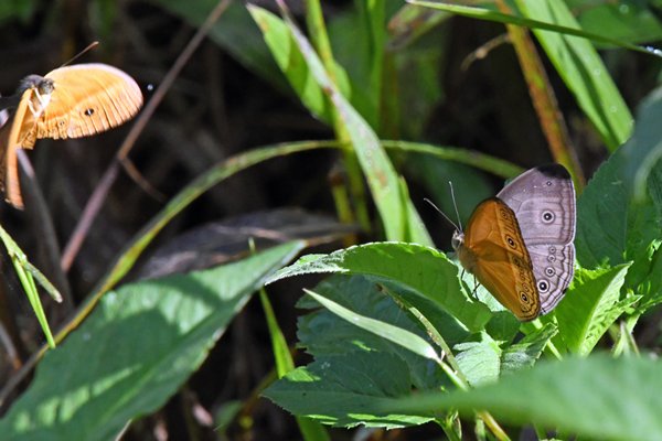 Ideopsis juventa bij Nimbokrang, West Papoea