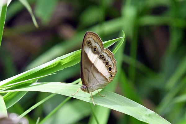 Ideopsis juventa bij Sioubri, West Papoea