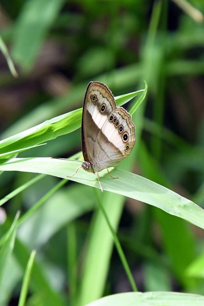 Vlinder in Sioubri, Papoea
