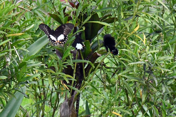 Grote vlinders in de tuin in Sioubri, Papoea