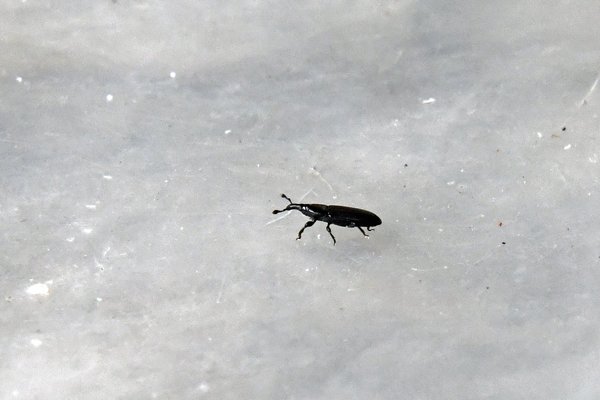 Curcullionidae bij Sioubri, West Papoea