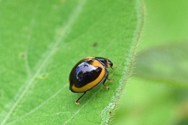 Coccinellidae bij Sioubri, West Papoea