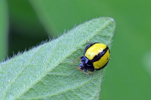 Coccinellidae bij Sioubri, West Papoea
