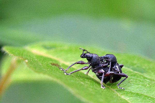 Curcullionidae bij Sioubri, West Papoea