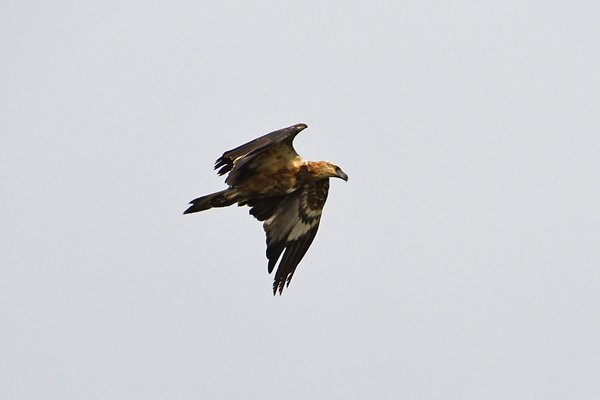Overvliegende visarend (Osprey) in de haven van Sorong, Papoea