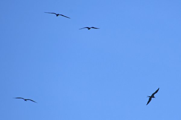 Fregatvogels bij Waigeo, Papoea