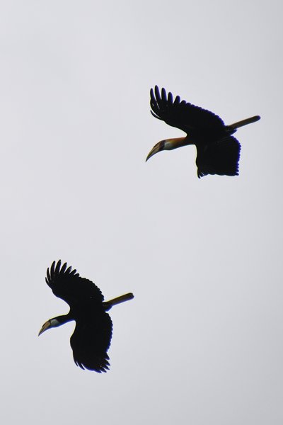 Overvliegende neushoornvogels op Waigeo, Papoea