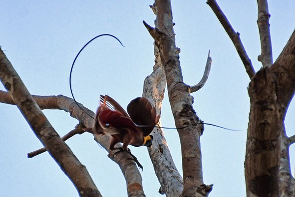 Red Bird of Paradise op Waigeo, Papoea