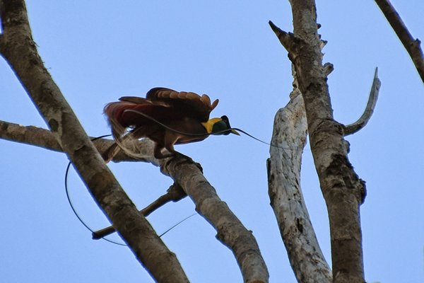 Red Bird of Paradise op Waigeo, Papoea