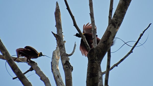 Red Bird of Paradise op Waigeo, Papoea