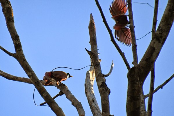 Red Bird of Paradise op Waigeo, Papoea