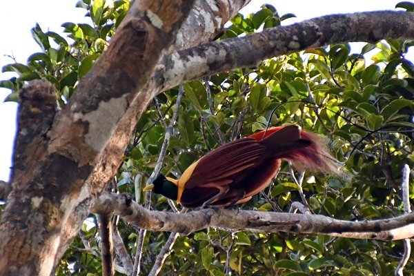Red Bird of Paradise op Waigeo, Papoea