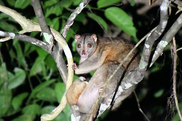 Witte Koeskoes (Northern Common Cuscus) op Waigeo, Papoea