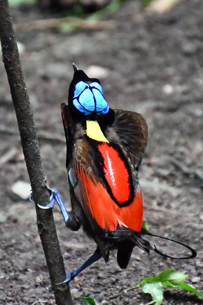 Wilsons Bird of Paradise op Waigeo, Papoea