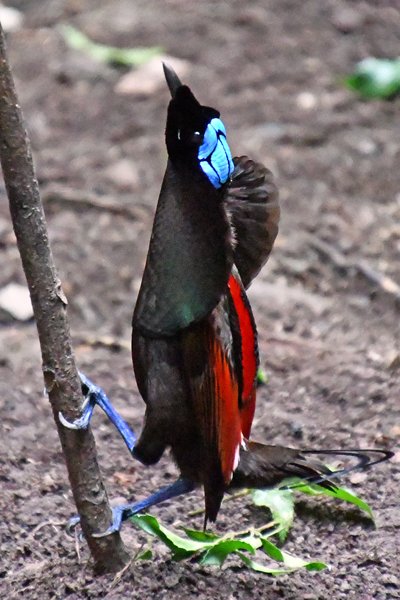 Wilsons Bird of Paradise op Waigeo, Papoea