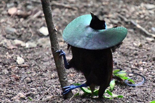 Wilsons Bird of Paradise op Waigeo, Papoea