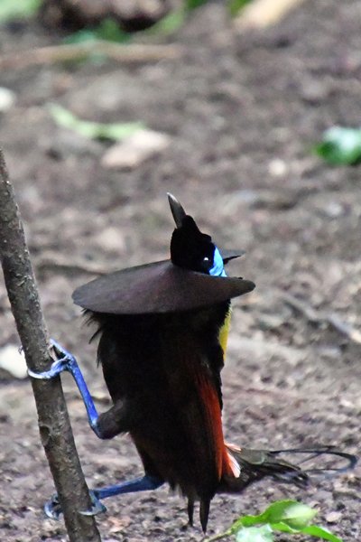 Wilsons Bird of Paradise op Waigeo, Papoea