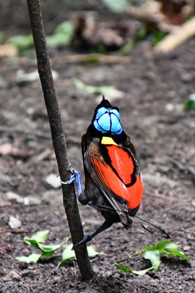 Wilsons Bird of Paradise op Waigeo, Papoea