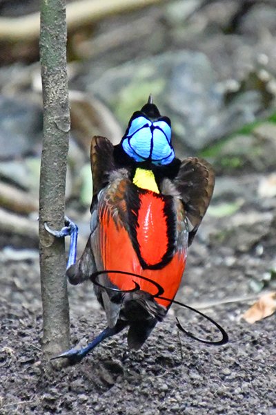 Wilsons Bird of Paradise op Waigeo, Papoea