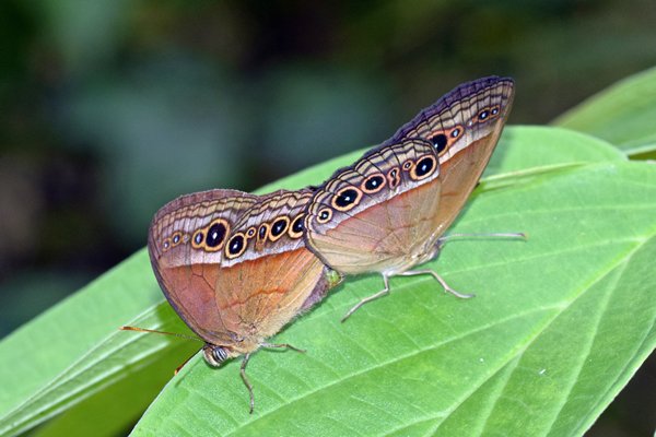 Ideopsis juventa bij Sioubri, West Papoea